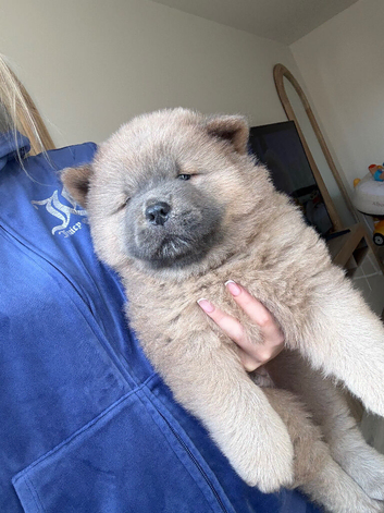 LAST 2 GORGEOUS CHOW CHOW PUPPYS