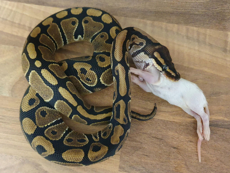 Grown on baby royal/ball pythons