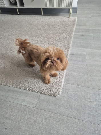 Molly shih tzu needs a new home KC Registered