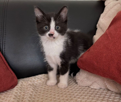 Adorable Kittens Looking for loving  homes
