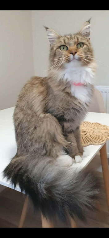 Female maine coon