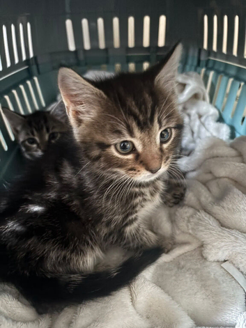 Got 2 male and a female