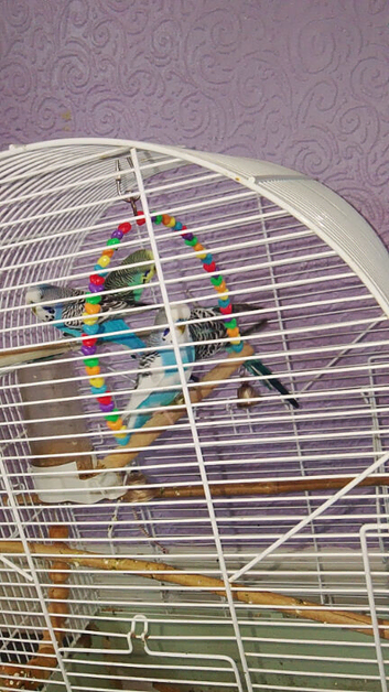 Beautiful male bugies