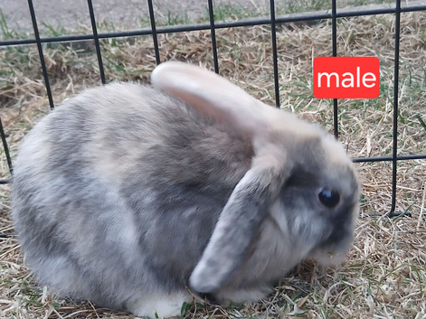 Mini Lop  available now