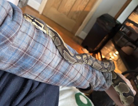 Loved ball python in need of new home