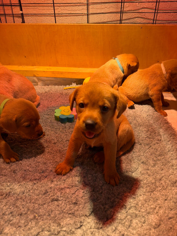 FOXRED / GOLDEN LABRADOR PUPPIES