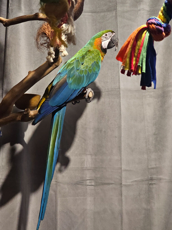 Super tame Harlequin Macaws