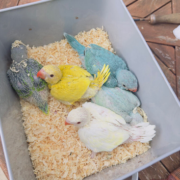 Indian Ringneck Parrot