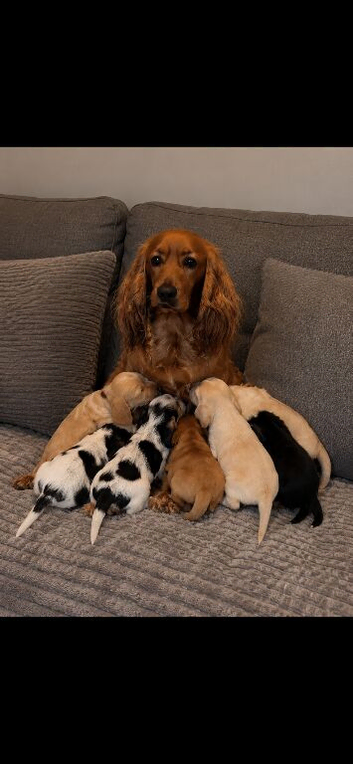 Beautiful little Cocker spaniel  pups