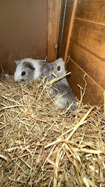 2 male guinea pigs