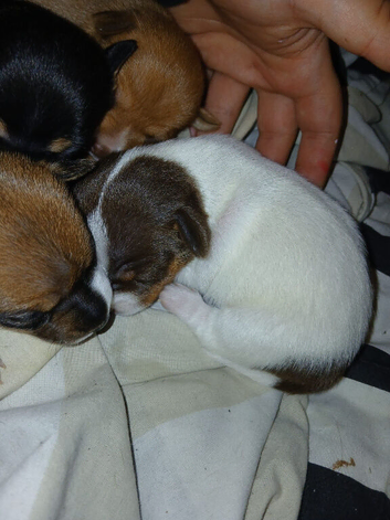 Jack russell puppies
