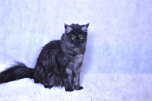 We have a stunning litter of 7 Maine Coon kittens available to reserve &ndash; 4 girls & 3 boys, currently 4 weeks old.