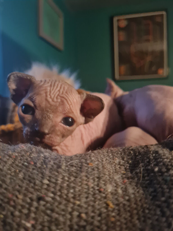 Sphynx kittens for sale