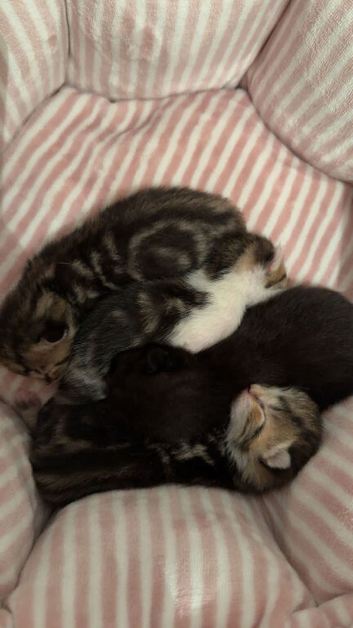 Beautiful kittens