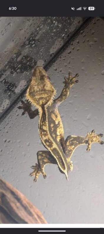 5 month old crested gecko