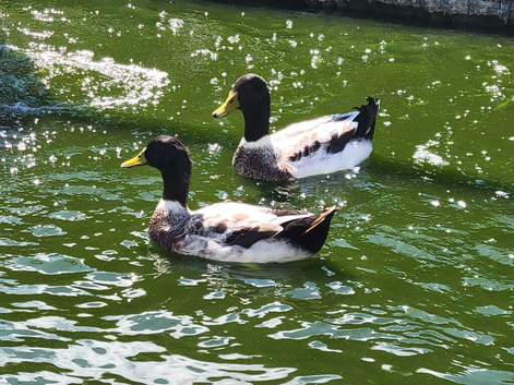 Welsh Harlequin Drakes