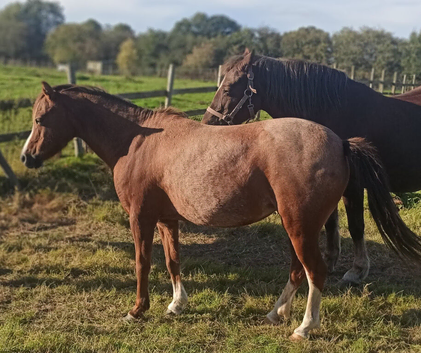 Little mare by Rotherwood sire. 11.2