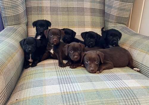 Quality Patterdale Terrier Puppies