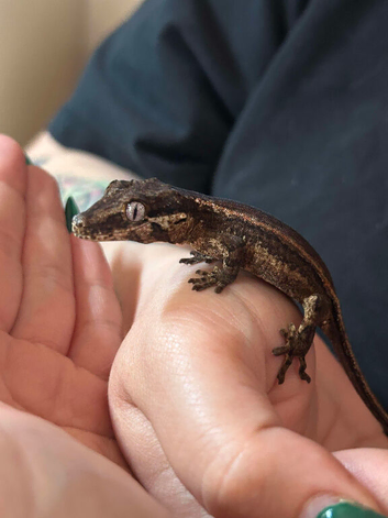 Gargoyle Gecko and Enclosure
