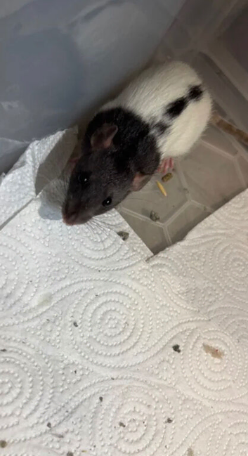 Male rats