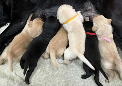 Adorable Labrador Retriever Puppies Ready for Loving Homes