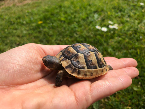 Baby Spur Thigh Tortoise