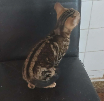 striking bengal boy gold black marble ready now