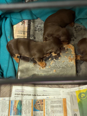Miniature dachshund