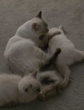 14 Week old Bluepoint Ragdolls