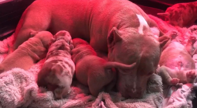 Pocket Bully Puppies
