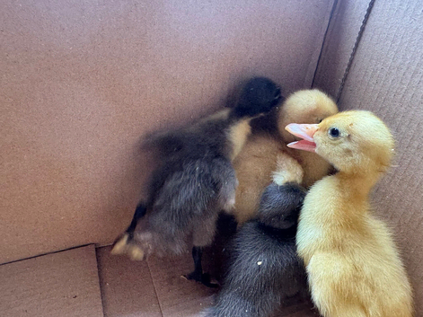 4 x ducks.  Mixed breeds.  Unsexed. &pound;5 each