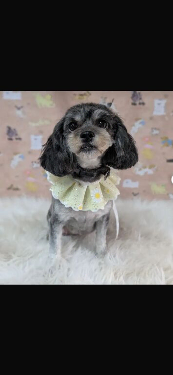 Lhasapoo puppies