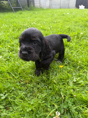 Show Type Cocker Spaniels for sale