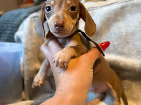 Beautiful Smooth-Haired Miniature Dachshund Puppies