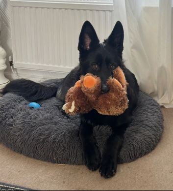 Beautiful 8mth old black gsd for sale