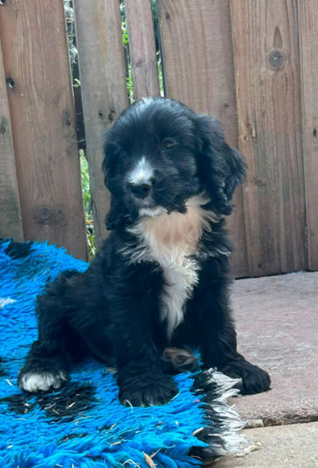 Cockapoo F1b Puppies READY NOW BOYS ONLY