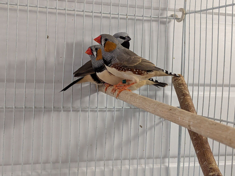 2026 zebra finch