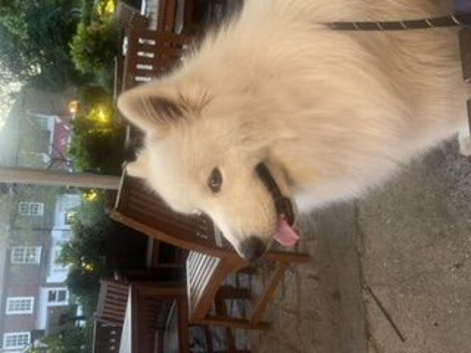1 year old male Samoyed