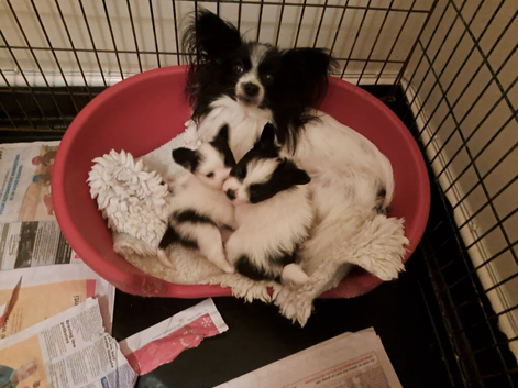 Beautiful papillon puppies