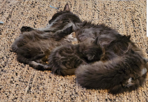 Gccf registered Maine coons Silver Blue