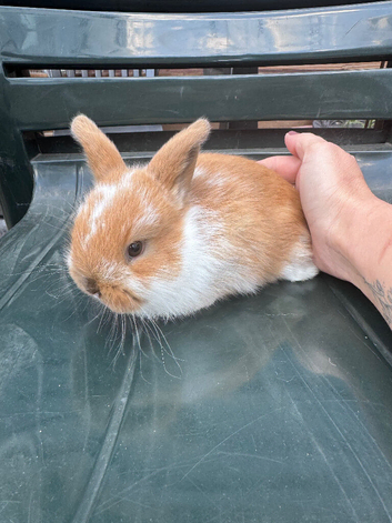 Baby Bunny's ready now