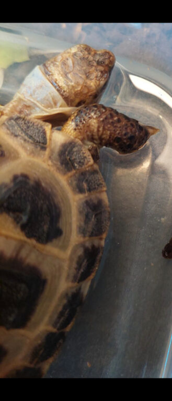 2 year old Horsefield Tortoise