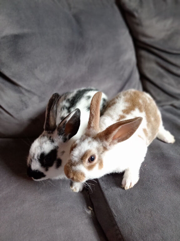 8wk old 2 boys 2 girls