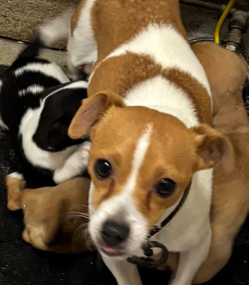 Jack Russell puppie