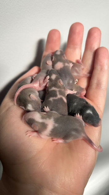 Female mice ready to leave now