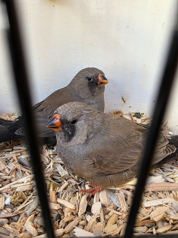 Charcoal zebra finches