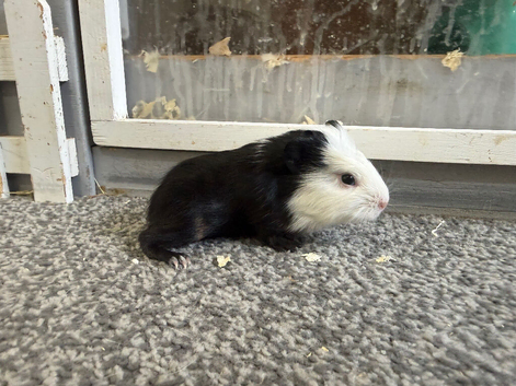 1 smooth boar 1 aby boar