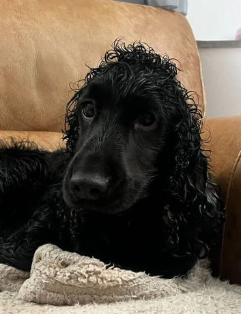 Gorgeous Cocker Spaniel Puppies &ndash; Ready Now