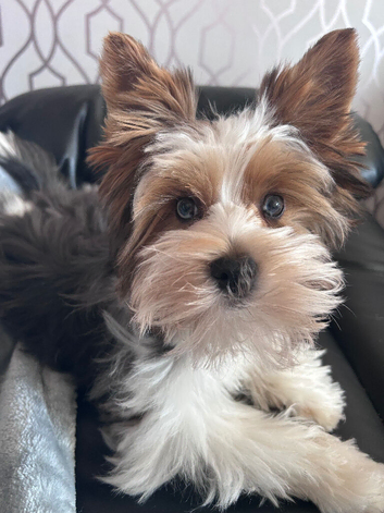 Simba needs an understanding home