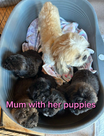 Shihpoo puppies girls and boys ready to go to the new homes